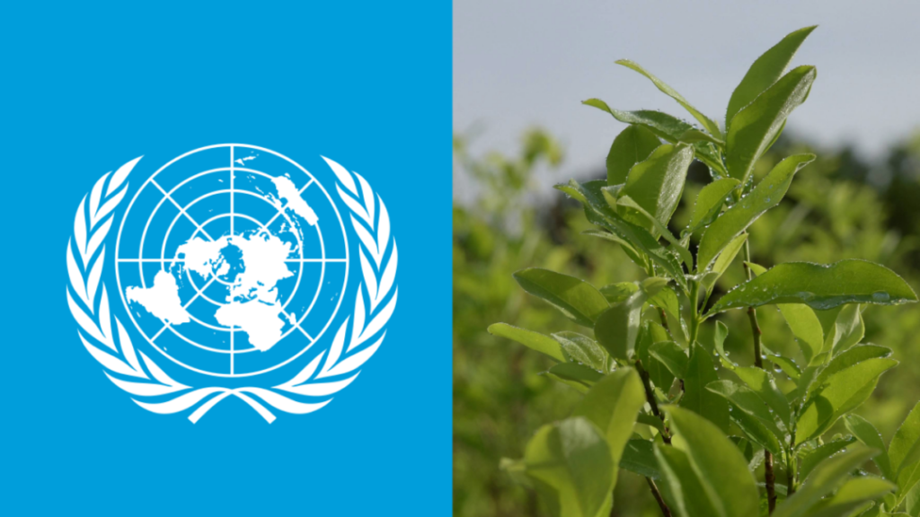 Colombia pide a la ONU retirar la hoja coca del listado de sustancias prohibidas