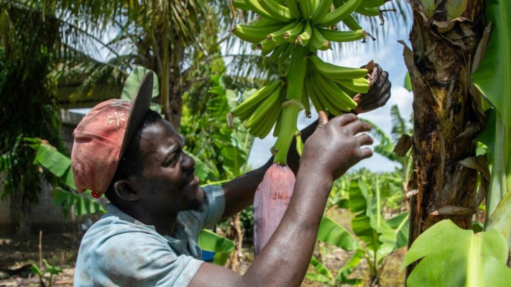 Agro, construcción, turismo: la deportación de haitianos golpea la economía dominicana