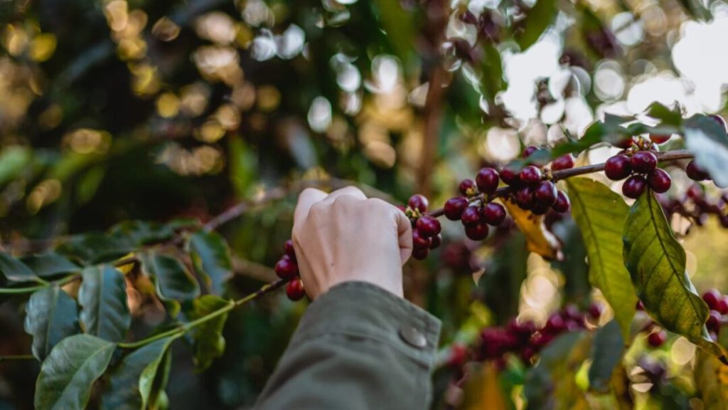 Las exportaciones de café hondureño crecen un 80 % y superan los 2.094 millones de dólares
